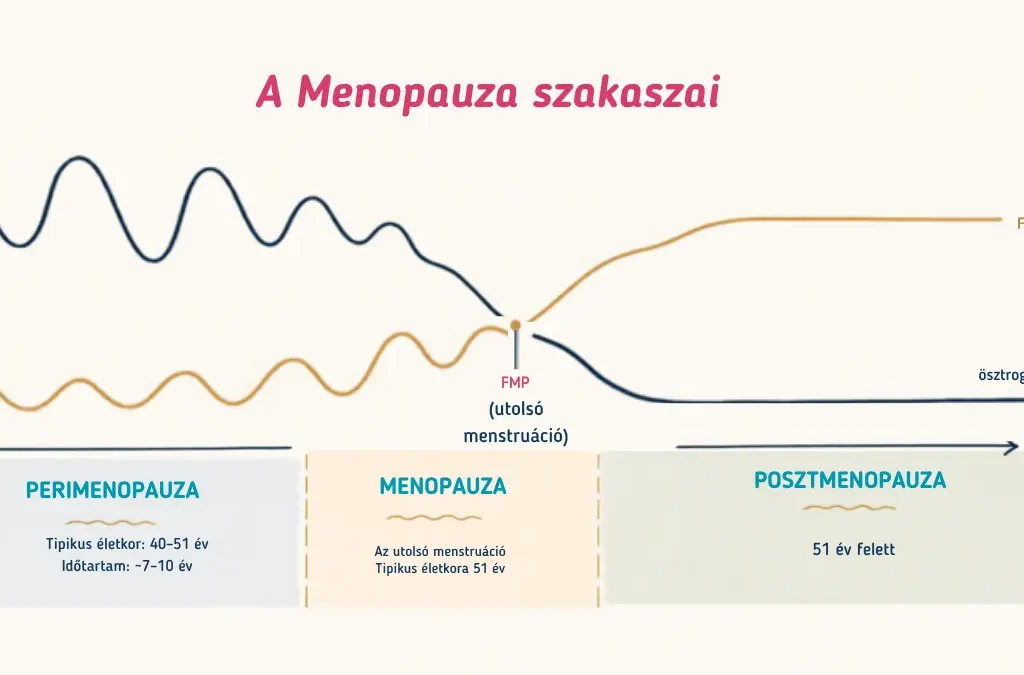 Infografika a menopauza szakaszairól (perimenopauza, menopauza, posztmenopauza) az ösztrogén és az FSH hormon szintjének változásával.