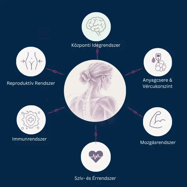 Az ösztrogén 6 testi bástyája: központi idegrendszer, anyagcsere, mozgásrendszer, szív- és érrendszer, immunrendszer és reproduktív rendszer hatásai nőknél 40 felett