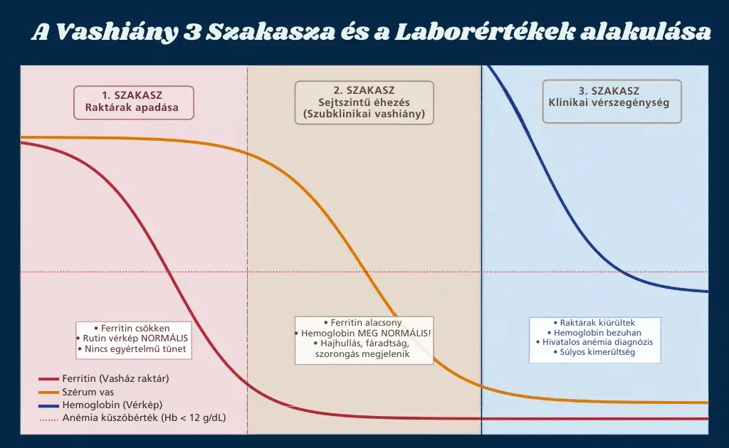 Infografika a vashiány 3 szakaszáról és a ferritin, valamint a hemoglobin laborértékek alakulásáról a változókorban.