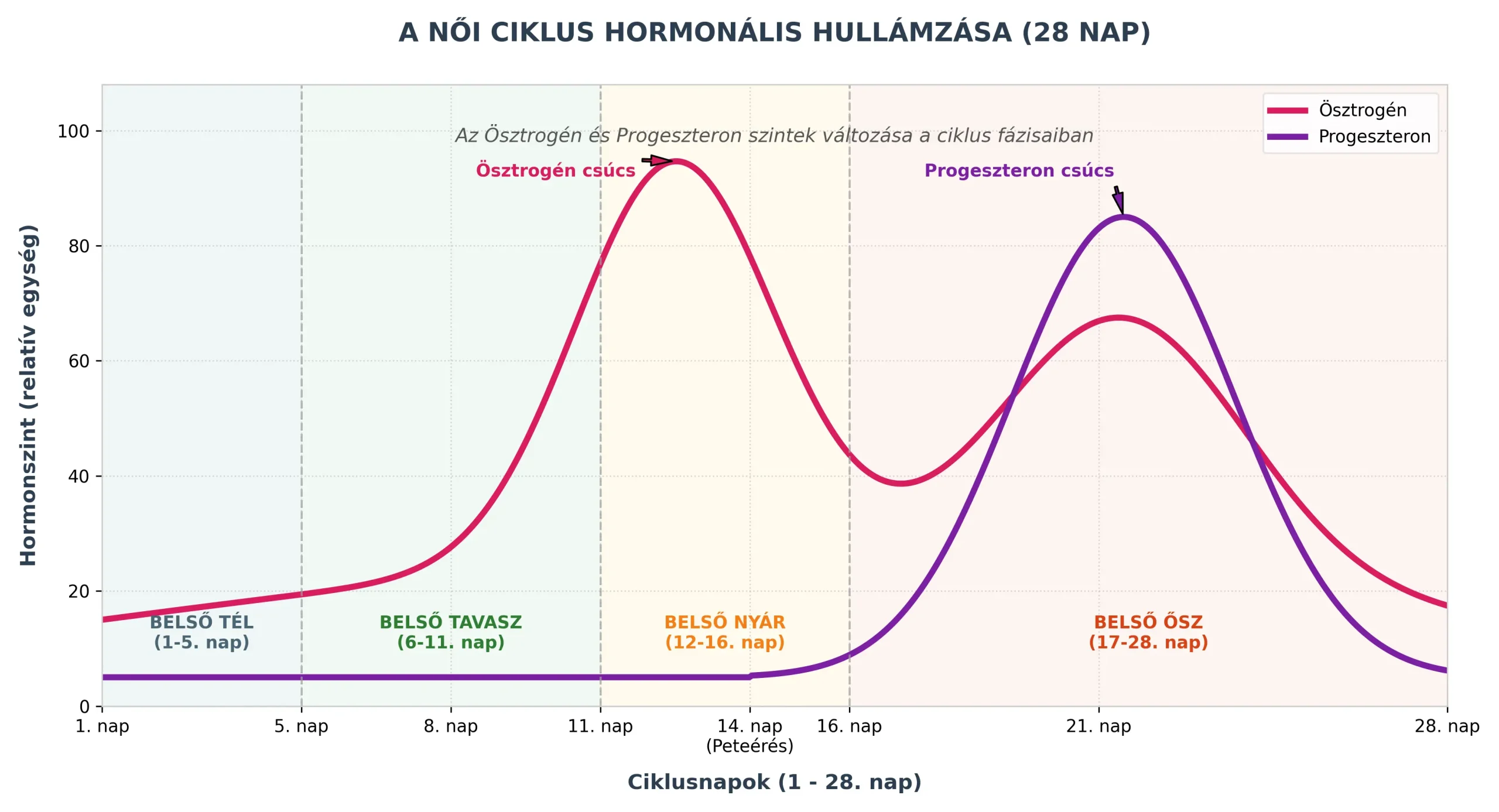 Infografika a női menstruációs ciklus 28 napos hormonális hullámzásáról és a 4 belső évszakról (ösztrogén és progeszteron görbék).